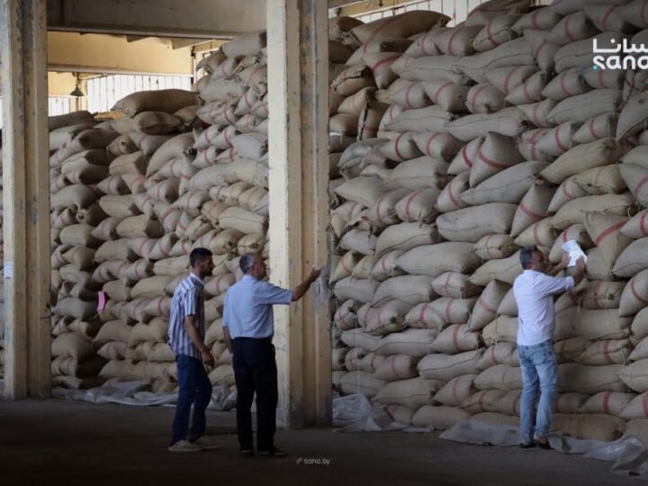 Homs Prepares 3,500 Tons of Seed Wheat for Upcoming Agricultural Season