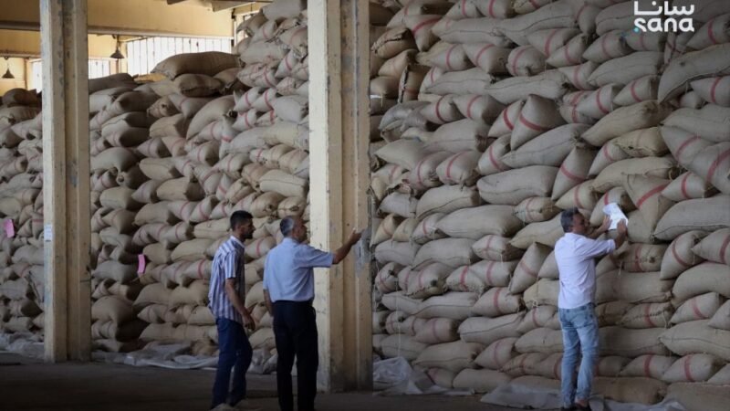 Homs Prepares 3,500 Tons of Seed Wheat for Upcoming Agricultural Season