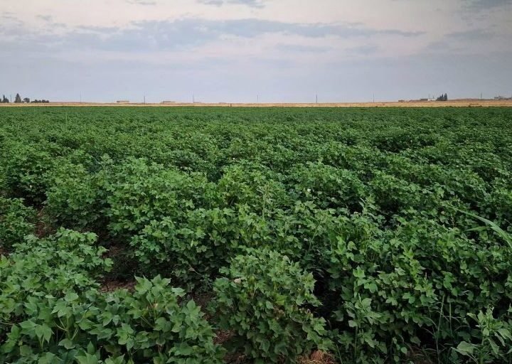 Al-Hasakah Cotton Crop Reports Positive Growth and Pest-Free Status