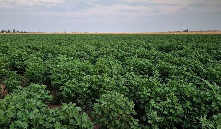 Al-Hasakah Cotton Crop Reports Positive Growth and Pest-Free Status