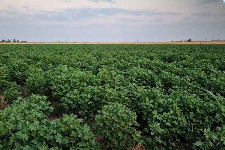 Al-Hasakah Cotton Crop Reports Positive Growth and Pest-Free Status