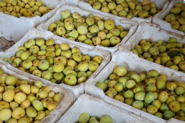 Fig Harvest Season Brings Vital Income to Western Homs Countryside