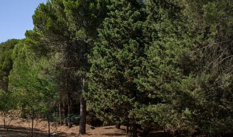 Temperatures Rise Across Syria as Dust Impacts Eastern Regions