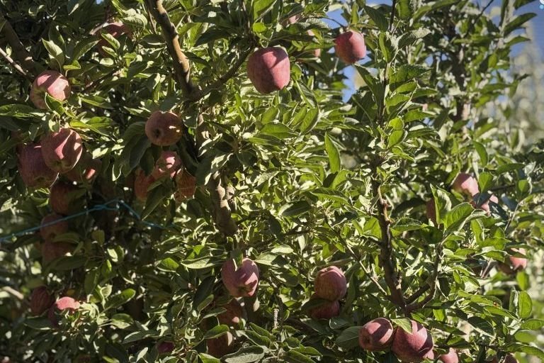 Zabadani and Serghaya Apple Farmers Face Severe Financial Losses