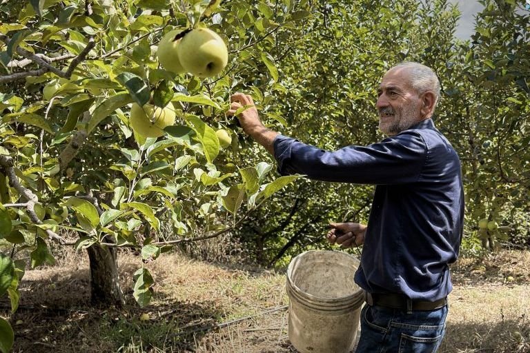 Kessab Apple Season Faces Sharp Decline and Financial Strain