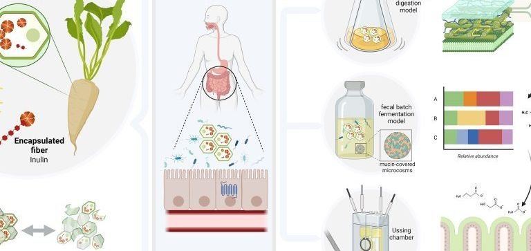 Chicory Root Fiber Supports Gut Bacterial Balance, Study Finds