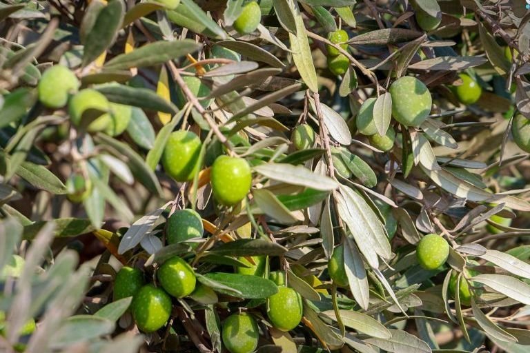 Homs Agriculture Directorate Estimates 85,000-Ton Olive Harvest