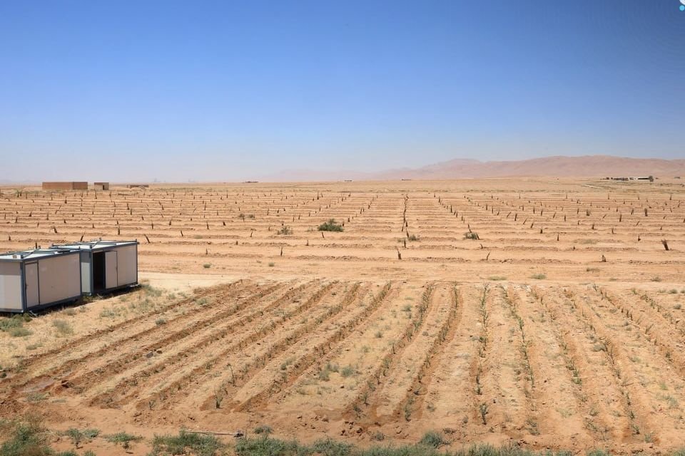 New Forage Plant Propagation Unit Opens in Raqqa Desert