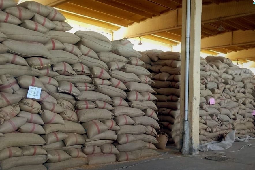 Daraa Seed Multiplication Branch Receives 10,000 Tons of Wheat