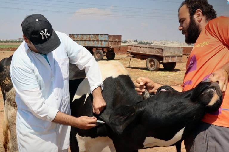 Homs Launches Vaccination Campaign for 65,000 Cattle