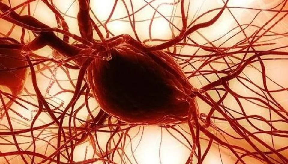 Stem Cells from Cheek Fat Show Promise in Regenerative Medicine