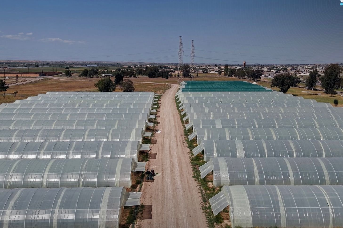 Syria Expands Protected Agriculture: 175,000 Greenhouses in Operation