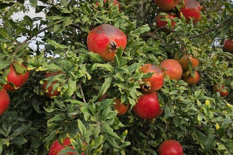 Quneitra Expects 2,040-Ton Pomegranate Harvest Amid Farming Challenges