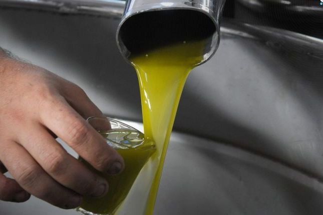 Syria’s Olive Season: Modern Techniques and Quality Standards