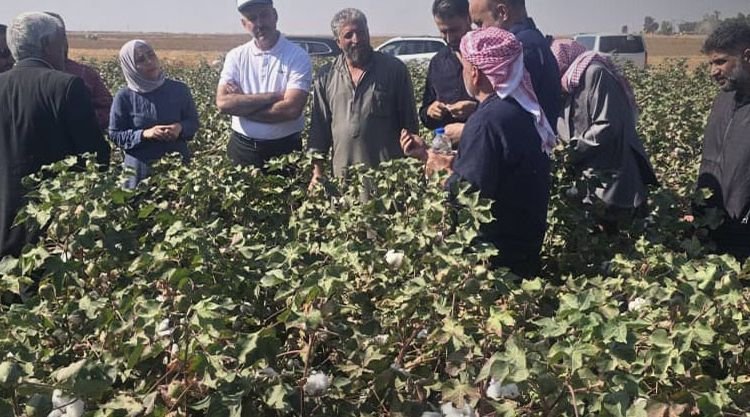 Al-Hasakah: Field Day Highlights Benefits of ‘Aleppo 90’ Cotton