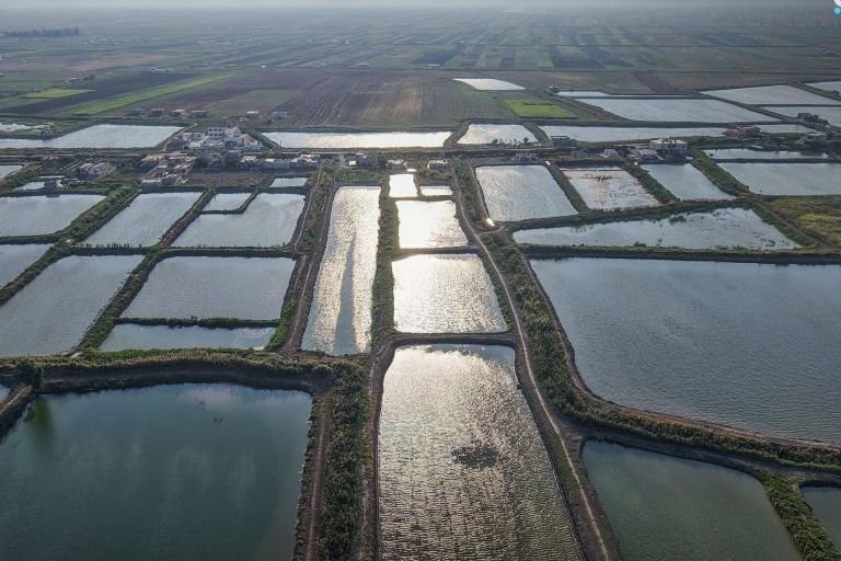 Ghab Fish Farming Sector Faces Recovery Hurdles and Growth Goals