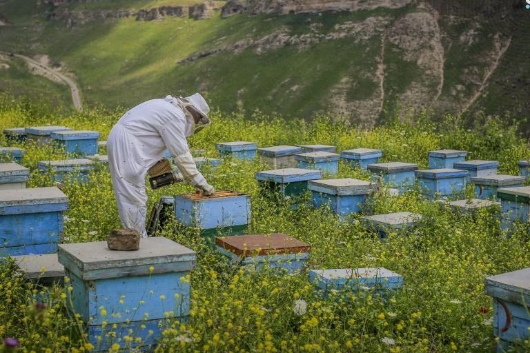 Daraa Honey Production Rises to 185 Tons This Season