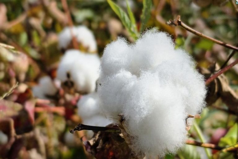 Cotton Cultivation Plummets in Hama’s Al-Ghab Region